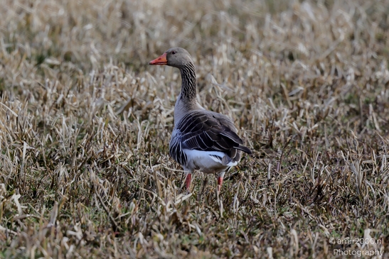 Greylag_Geese_Birds_Photography_Nature_Photography_Canon_EOS_R5_Mark_II_2025_002.JPG