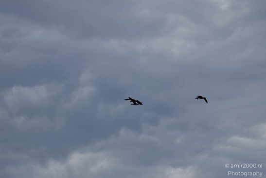 Greylag_geese_flying_against_layered_storm_clouds_Birds_Photography_Nature_Photography_Canon_EOS_R5_Mark_II_2025_001.JPG