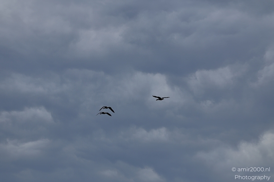 Greylag_geese_flying_against_layered_storm_clouds_Birds_Photography_Nature_Photography_Canon_EOS_R5_Mark_II_2025_002.JPG