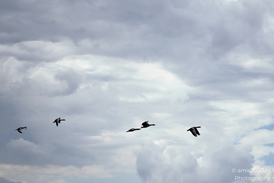 Greylag_geese_flying_against_layered_storm_clouds_Birds_Photography_Nature_Photography_Canon_EOS_R5_Mark_II_2025_003.JPG