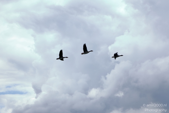 Greylag_geese_flying_against_layered_storm_clouds_Birds_Photography_Nature_Photography_Canon_EOS_R5_Mark_II_2025_004.JPG