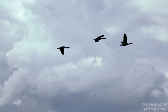 Greylag_geese_flying_against_layered_storm_clouds_Birds_Photography_Nature_Photography_Canon_EOS_R5_Mark_II_2025_005.JPG