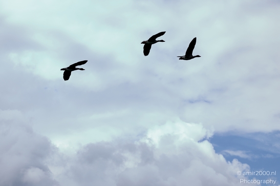 Greylag_geese_flying_against_layered_storm_clouds_Birds_Photography_Nature_Photography_Canon_EOS_R5_Mark_II_2025_006.JPG