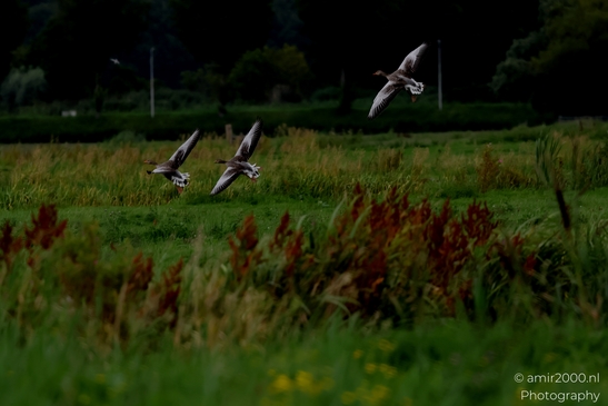 Greylag_geese_landing_over_wet_meadow_sequence_Birds_Photography_Nature_Photography_Canon_EOS_R5_Mark_II_2025_001.JPG