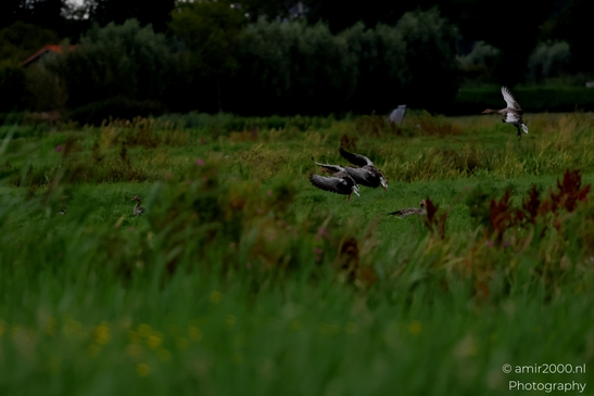 Greylag_geese_landing_over_wet_meadow_sequence_Birds_Photography_Nature_Photography_Canon_EOS_R5_Mark_II_2025_002.JPG