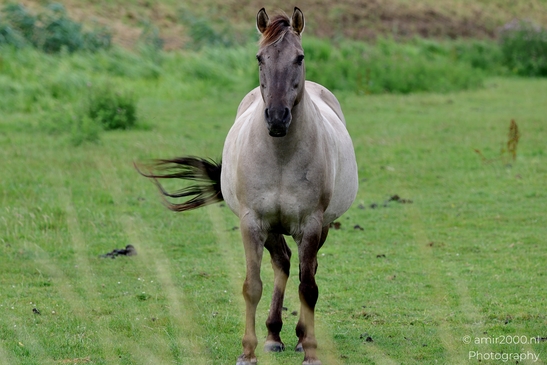 Grulla_Horse_Standing_in_Pasture_Animal_Photography_Nature_Photography_Canon_EOS_R5_Mark_II_2025_001.JPG