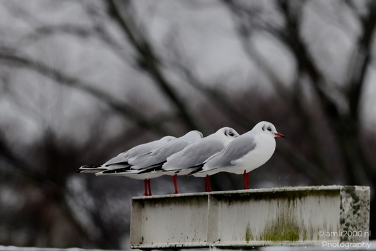 Gull_Seagulls_on_the_roof_Animal_Photography_Nature_Canon_EOS_R5_Mark_II_2025_001.JPG