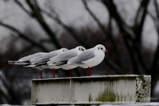 Gull_Seagulls_on_the_roof_Animal_Photography_Nature_Canon_EOS_R5_Mark_II_2025_002.JPG