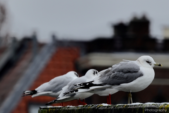 Gull_Seagulls_on_the_roof_Animal_Photography_Nature_Canon_EOS_R5_Mark_II_2025_004.JPG