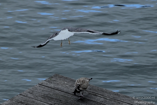 Gulls_Seagul_zeemeeuw_in_flight_Birds_Photography_Nature_Photography_Canon_EOS_R5_Mark_II_2025_001.JPG
