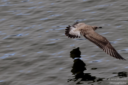 Gulls_Seagul_zeemeeuw_in_flight_Birds_Photography_Nature_Photography_Canon_EOS_R5_Mark_II_2025_002.JPG