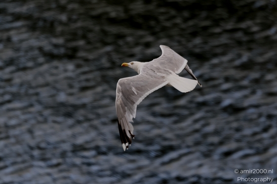 Gulls_Seagul_zeemeeuw_in_flight_Birds_Photography_Nature_Photography_Canon_EOS_R5_Mark_II_2025_003.JPG