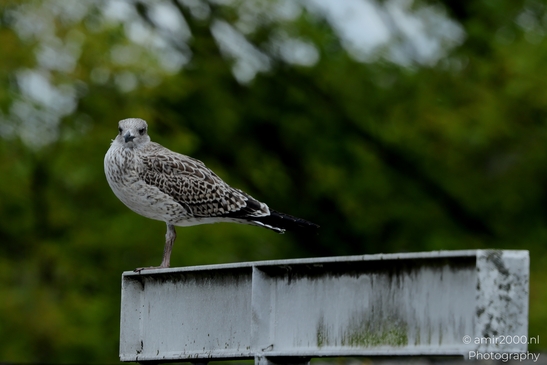 Gulls_Seagul_zeemeeuw_perched_On_Metal_Post_Birds_Photography_Nature_Photography_Canon_EOS_R5_Mark_II_2025_001.JPG