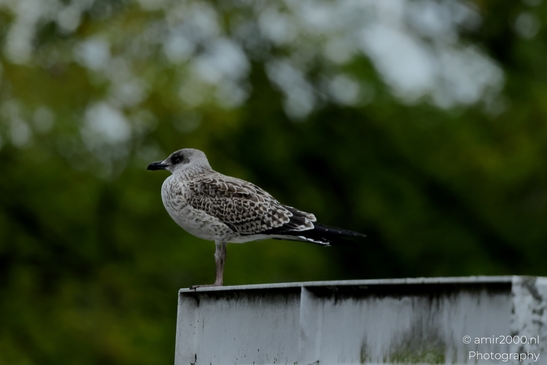 Gulls_Seagul_zeemeeuw_perched_On_Metal_Post_Birds_Photography_Nature_Photography_Canon_EOS_R5_Mark_II_2025_002.JPG