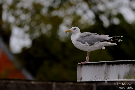 Gulls_Seagul_zeemeeuw_standing_alert_on_beam_with_green_bokeh_Birds_Photography_Nature_Photography_Canon_EOS_R5_Mark_II_2025_001.JPG