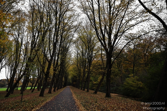 Het_Amsterdamse_Bos_During_Autumn_Amstelveen_Netherlands_nature_Photography_Canon_EOS_R5_Mark_II_2025_010.JPG