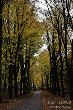 Het_Amsterdamse_Bos_During_Autumn_Amstelveen_Netherlands_nature_Photography_Canon_EOS_R5_Mark_II_2025_013.JPG