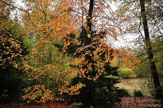 Het_Amsterdamse_Bos_During_Autumn_Amstelveen_Netherlands_nature_Photography_Canon_EOS_R5_Mark_II_2025_015.JPG