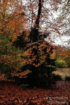 Het_Amsterdamse_Bos_During_Autumn_Amstelveen_Netherlands_nature_Photography_Canon_EOS_R5_Mark_II_2025_016.JPG