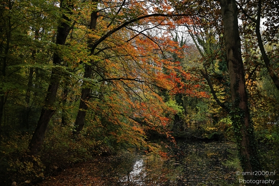 Het_Amsterdamse_Bos_During_Autumn_Amstelveen_Netherlands_nature_Photography_Canon_EOS_R5_Mark_II_2025_019.JPG