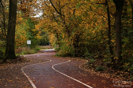 Het_Amsterdamse_Bos_During_Autumn_Amstelveen_Netherlands_nature_Photography_Canon_EOS_R5_Mark_II_2025_020.JPG