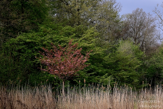 Het_Amsterdamse_Bos_spring_Amstelveen_Netherlands_Nature_Photography_Canon_EOS_R5_Mark_II_2025_001.JPG