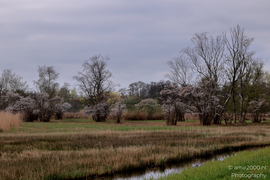 Het_Amsterdamse_Bos_spring_Amstelveen_Netherlands_Nature_Photography_Canon_EOS_R5_Mark_II_2025_003.JPG