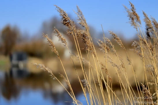 Het_Twiske_recreation_park_Oostzaan_Netherlands_Nature_Photography_Canon_EOS_R5_Mark_II_2025_009.JPG