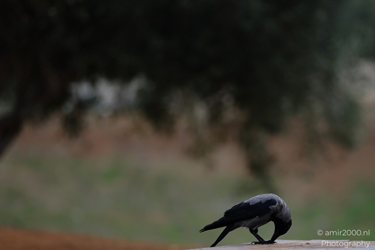 A Hooded Crow is perched and foraging on a wooden surface in an outdoor setting. - image from year 2025 #001