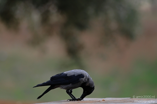 A Hooded Crow is bending down to eat food on a surface. - image from year 2025 #002