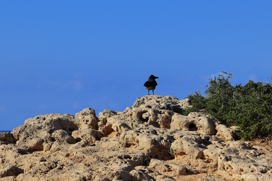 Hooded_Crow_On_Rocks_Next_To_The_Mediterranean_Sea_Birds_Photography_nature_Photography_Canon_EOS_R5_Mark_II_2025_001.JPG