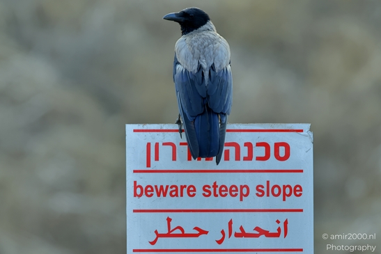 Hooded_Crow_grey_and_black_corvid_Israel_Birds_Photography_Nature_Photography_Canon_EOS_R5_Mark_II_2025_001.JPG