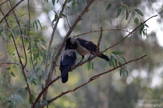 Hooded_Crow_grey_and_black_corvid_Israel_Birds_Photography_Nature_Photography_Canon_EOS_R5_Mark_II_2025_010.JPG