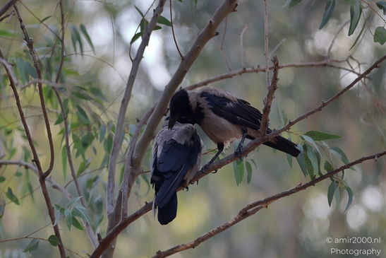 Hooded_Crow_grey_and_black_corvid_Israel_Birds_Photography_Nature_Photography_Canon_EOS_R5_Mark_II_2025_011.JPG