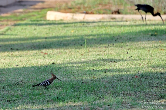 Hoopoe_Eurasian_hoopoe_Birds_Photography_Nature_Photography_Canon_EOS_R5_Mark_II_2025_002.JPG