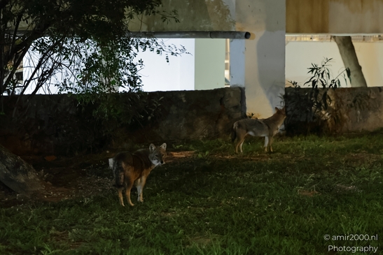 A jackal standing in the grass near an urban structure at night. - image from year 2025 #001