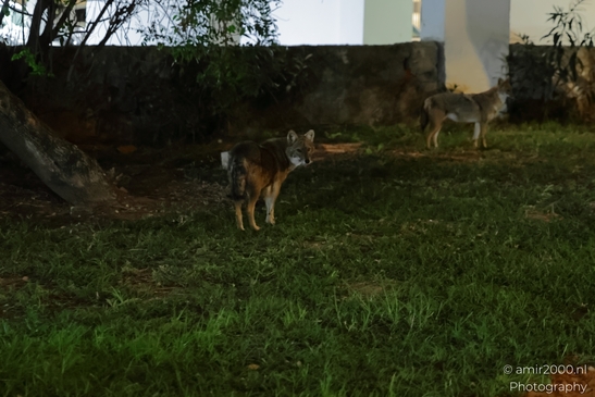 Two jackals standing in a grassy area near urban structures at night. - image from year 2025 #002