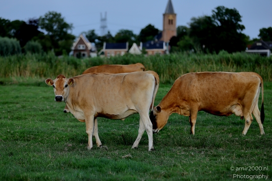 Jersey_cows_grazing_in_Landelijk_Noord_Animal_Photography_Nature_Photography_Canon_EOS_R5_Mark_II_2025_001.JPG