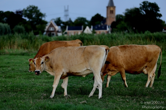 Jersey_cows_grazing_in_Landelijk_Noord_Animal_Photography_Nature_Photography_Canon_EOS_R5_Mark_II_2025_002.JPG