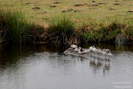 Juvenile_Gulls_on_a_Log_Birds_Photography_Nature_Photography_Canon_EOS_R5_Mark_II_2025_001.JPG