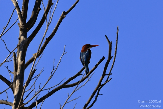 Kingfisher_Perched_On_Bare_Branch_In_Hula_Nature_Reserve_Birds_Photography_nature_Photography_Canon_EOS_R5_Mark_II_2025_001.JPG