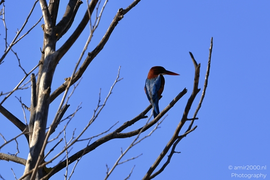 Kingfisher_Perched_On_Bare_Branch_In_Hula_Nature_Reserve_Birds_Photography_nature_Photography_Canon_EOS_R5_Mark_II_2025_003.JPG