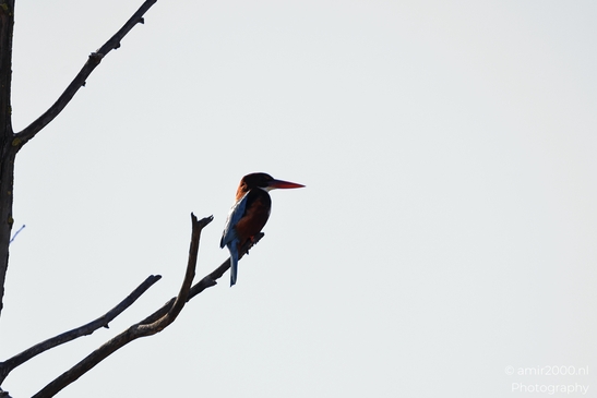 Kingfisher_Perched_On_Bare_Branch_In_Hula_Nature_Reserve_Birds_Photography_nature_Photography_Canon_EOS_R5_Mark_II_2025_004.JPG