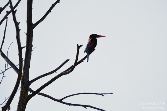 Kingfisher_Perched_On_Bare_Branch_In_Hula_Nature_Reserve_Birds_Photography_nature_Photography_Canon_EOS_R5_Mark_II_2025_005.JPG