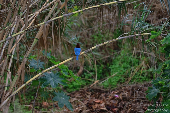 Kingfisher_Perched_On_Branch_Park_Ariel_Sharon_Birds_Photography_nature_Photography_Canon_EOS_R5_Mark_II_2025_001.JPG