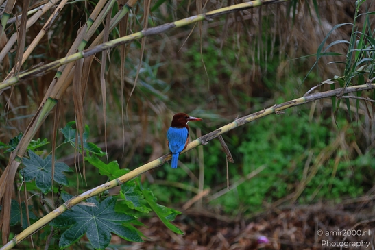 Kingfisher_Perched_On_Branch_Park_Ariel_Sharon_Birds_Photography_nature_Photography_Canon_EOS_R5_Mark_II_2025_002.JPG