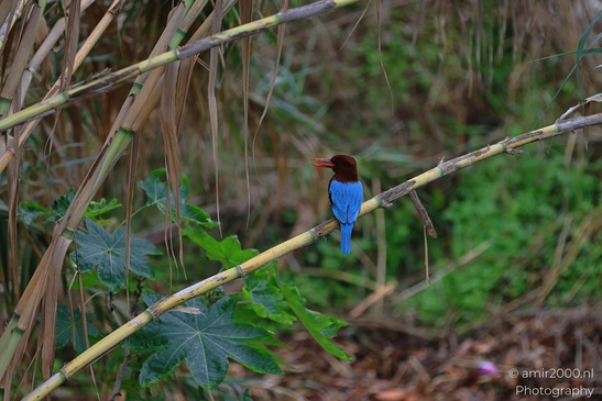 Kingfisher_Perched_On_Branch_Park_Ariel_Sharon_Birds_Photography_nature_Photography_Canon_EOS_R5_Mark_II_2025_003.JPG