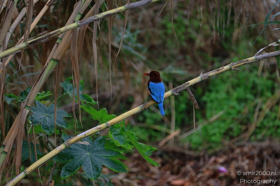 Kingfisher_Perched_On_Branch_Park_Ariel_Sharon_Birds_Photography_nature_Photography_Canon_EOS_R5_Mark_II_2025_004.JPG