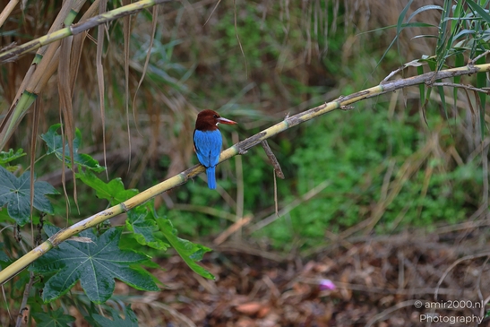 Kingfisher_Perched_On_Branch_Park_Ariel_Sharon_Birds_Photography_nature_Photography_Canon_EOS_R5_Mark_II_2025_005.JPG