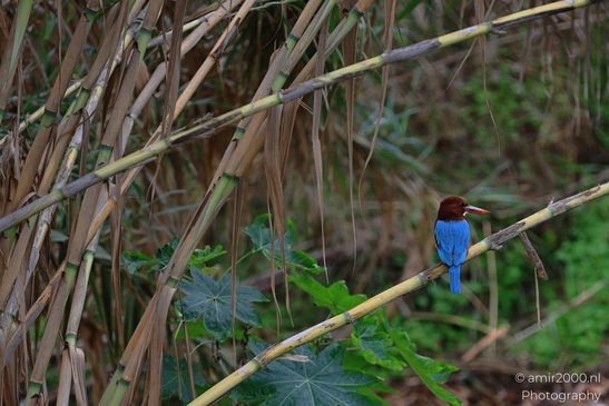Kingfisher_Perched_On_Branch_Park_Ariel_Sharon_Birds_Photography_nature_Photography_Canon_EOS_R5_Mark_II_2025_006.JPG